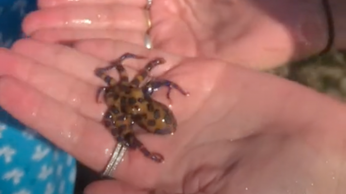 Tomó un pequeño pulpo con sus manos y luego supo que es uno de los animales más venenosos del mundo