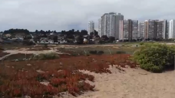 Pugna por las dunas en Concón: Director de Obras es cuestionado por proyectos inmobiliarios