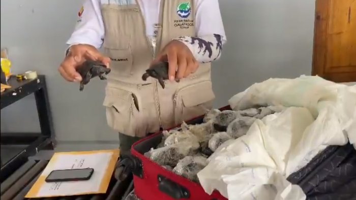 Encuentran 185 crías de tortugas gigantes en equipaje en aeropuerto de Galápagos