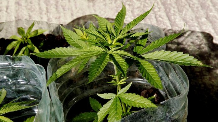 Nueva York legalizó el consumo recreativo de la marihuana y se suma a otros 14 estados en EE.UU.