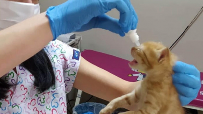 Maulló por ayuda: Gata llevó a sus tres crías a un hospital porque no podían abrir sus ojos