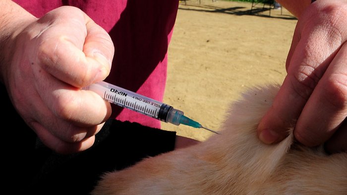 Rusia comenzará a producir la primera vacuna contra el COVID-19 para animales