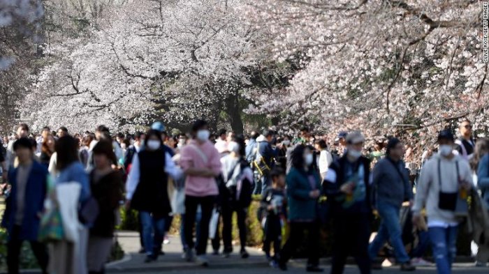 Temprana floración de flor de cerezos en Japón: Científicos advierten que es un síntoma del cambio climático