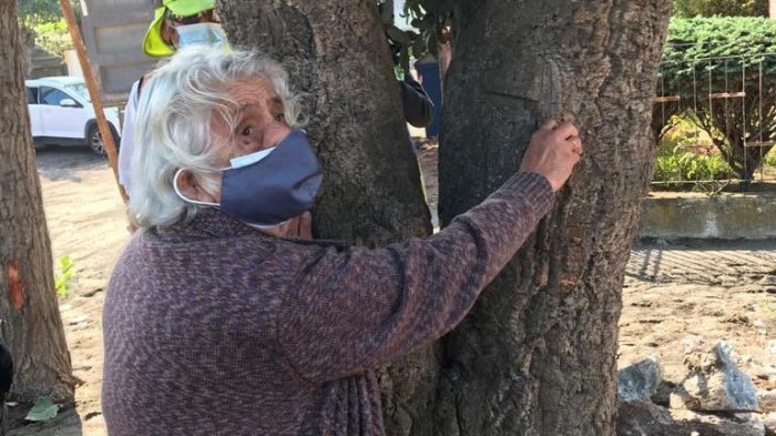 Mujer de 80 años logró evitar destrucción de árbol en Talcahuano: Será trasladado a un vivero municipal
