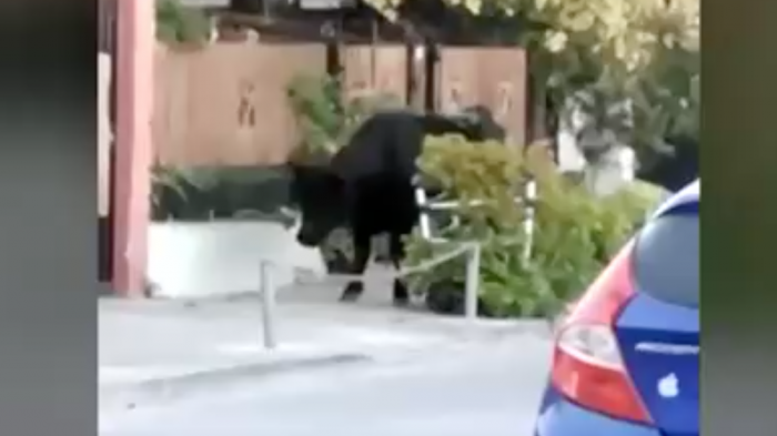 El Bosque: Toro suelto en Gran Avenida obligó a operativo y dejó a tres personas lesionadas