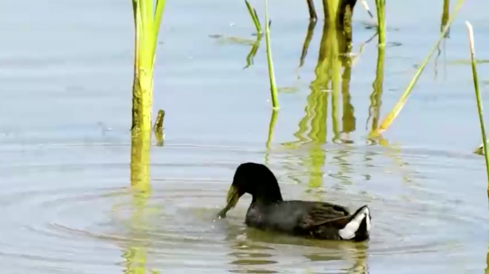 Fue un basural y hoy es santuario de la naturaleza: Así luce actualmente el humedal de Batuco