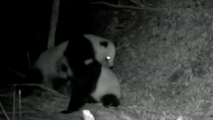 Captan feroz pelea de osos panda en China: Duró 17 minutos