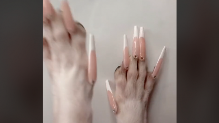 Influencer en TikTok es acusada de maltrato animal por ponerle uñas postizas a su perrita