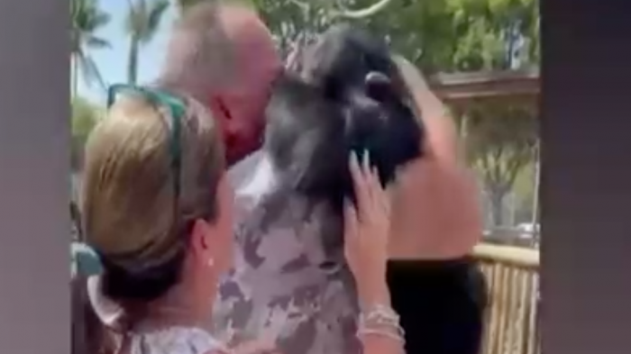 El conmovedor reencuentro de un chimpancé con sus rescatistas: Lo salvaron de morir por neumonía