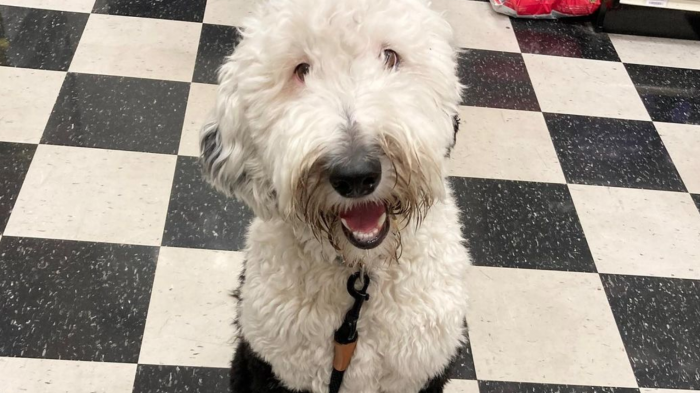 Bunny, la perrita que 