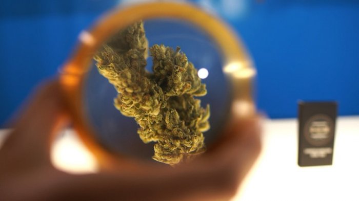 Marihuana, el oro verde: Cómo la legalización de la cannabis puede favorecer la economía chilena