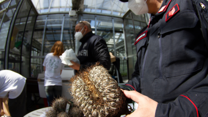 Recuperan más de 800 cactus chilenos en Italia: El valor de cada uno llegaba a $1 millón