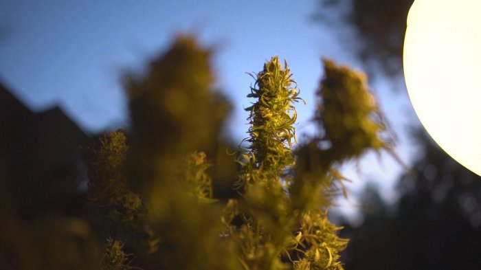 Emergentes, capítulo 9 | Marihuana: El oro verde