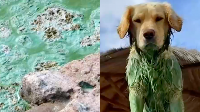Su color cambió a verde: Denuncian grave contaminación en el Lago Rapel