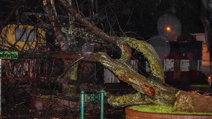 Murió aplastado por un árbol mientras llevaba en el hombro a su hijo de 3 años