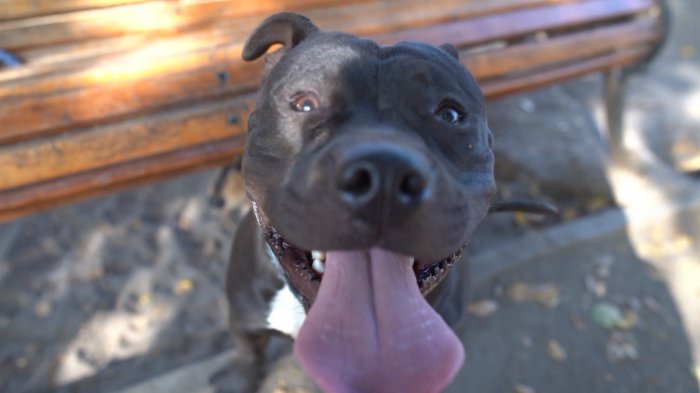 Perros, mucho más que mascotas: Todo lo que debes saber para cuidar y regalonear a tu compañero de vida