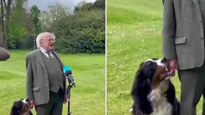 Incansable perro del presidente de Irlanda se roba la atención en rueda de prensa