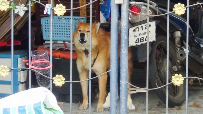 Perro espera a que su dueño que murió por COVID-19 hace semanas, vuelva a casa