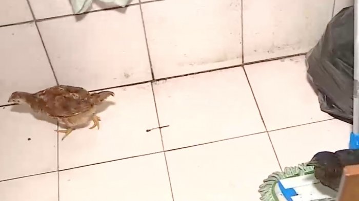 Amenazaban a sus dueños: Detienen a sujetos que subarrendaban casas tomadas en Ñuñoa