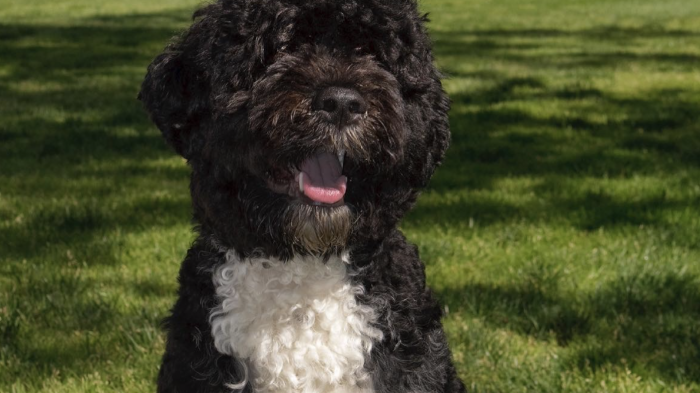 Muere Bo, el perro que acompañó a la familia Obama por más de una década