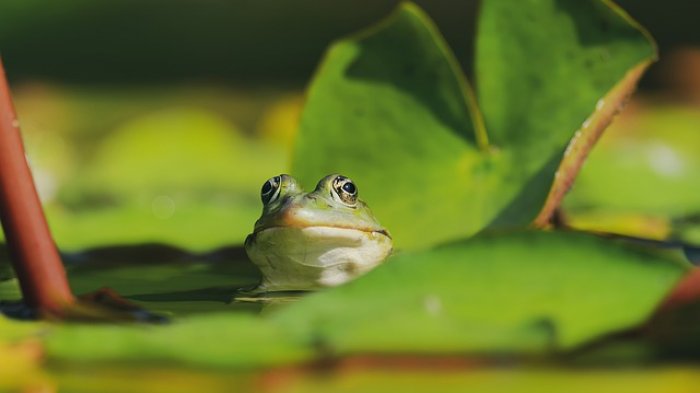 No es photoshop: Encuentran una rana más grande que una guagua