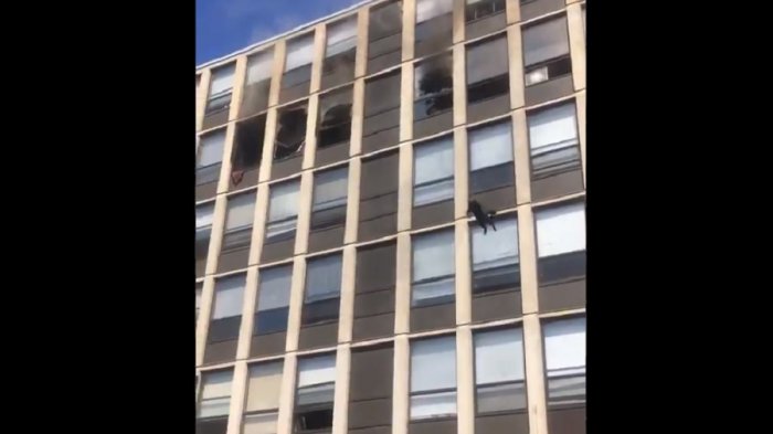 Gato saltó desde el quinto piso de un edificio en llamas: Cayó parado y se fue caminando