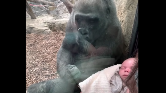 Gorila muestra a su cría a través del vidrio cuando una mujer se acercó con su guagua en brazos