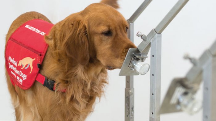 Perros que detectan el COVID-19 mediante el olfato debutarán oficialmente en Miami