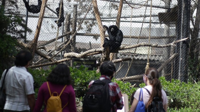 Tras más de dos meses cerrado, Buin Zoo reabre sus puertas con plan especial de seguridad