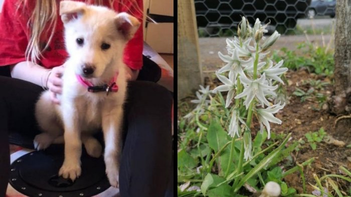 Trágica muerte de cachorro por semilla de planta: La dueña llamó a ser 