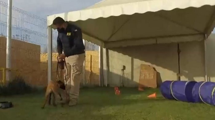 Así adiestran a los nuevos perros de la PDI: Son 5 cachorros pastores belgas