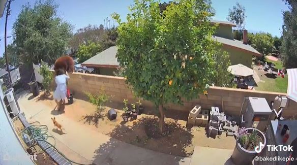 Lo echó de un empujón: Mujer espantó a un oso que quería cruzar pandereta del patio y atacar a sus perros