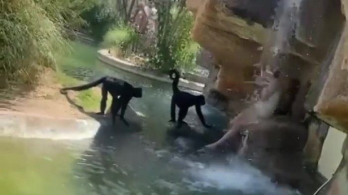 Zoológico evalúa demanda a mujer tras irrumpir zona de monos araña para alimentarlos