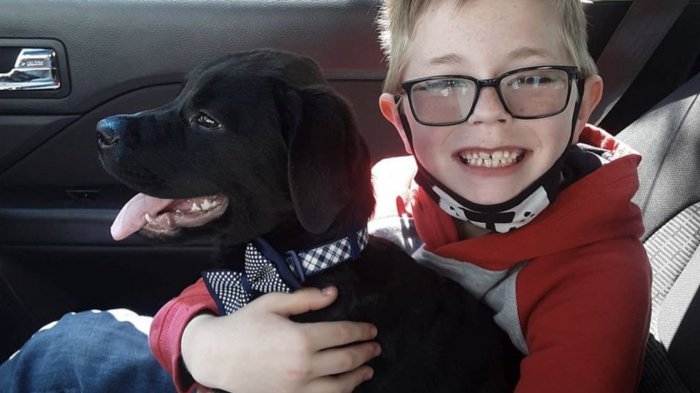 Niño vende colección de cartas Pokémon para salvar a su perro y la compañía lo premia con valioso regalo