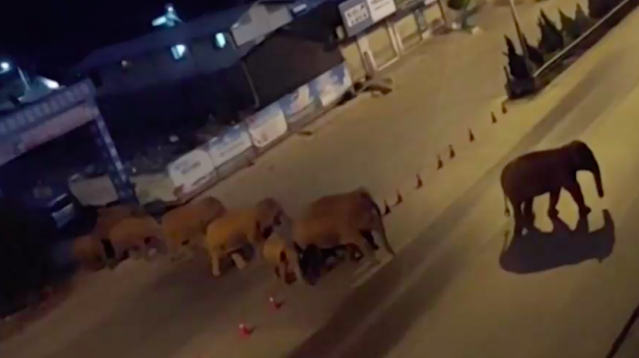 Han recorrido 500 km: Manada de elefantes deja un rastro de destrucción a su paso