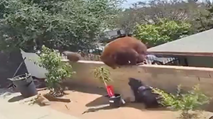 Mujer se enfrentó a un oso para salvar a sus mascotas