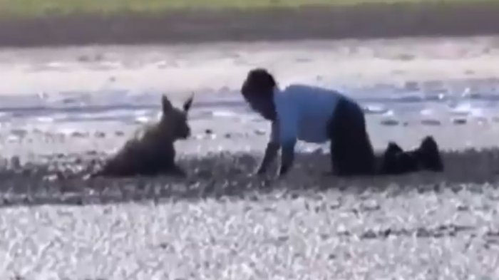 El aplaudido rescate de una perrita en Lago Peñuelas: Estaba enterrada en el barro y acechada por los buitres