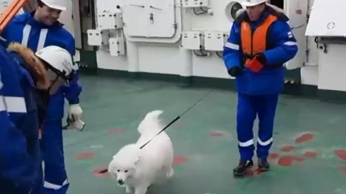 Rescatan a perro que estaba perdido desde hace una semana en el Ártico ruso