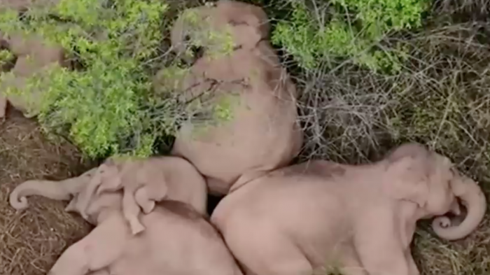 Adorables imágenes: Elefantes se tomaron un descanso después de caminar 500 kilómetros