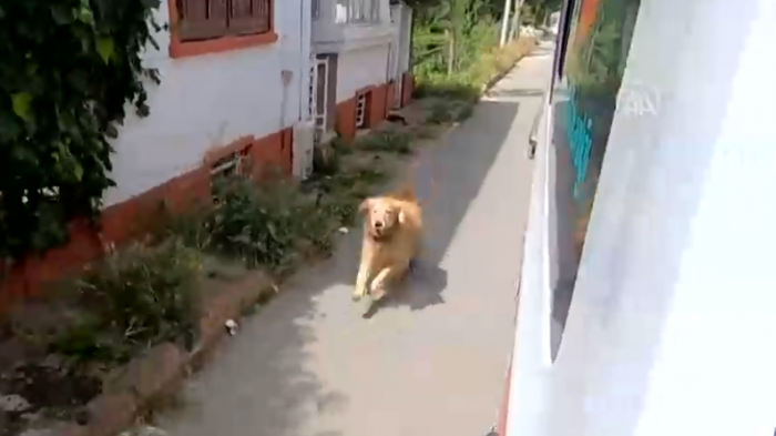 Perro persiguió por varias cuadras la ambulancia que trasladaba a su dueña al hospital