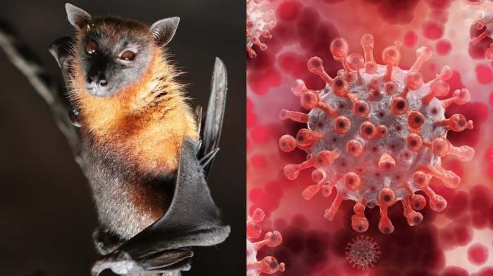 Investigadores chinos encuentran nuevos genomas de coronavirus en murciélagos
