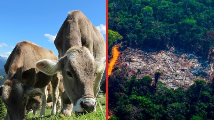 Brasil: Estudio advierte que la exportación de ganado vivo presiona la deforestación de la Amazonía