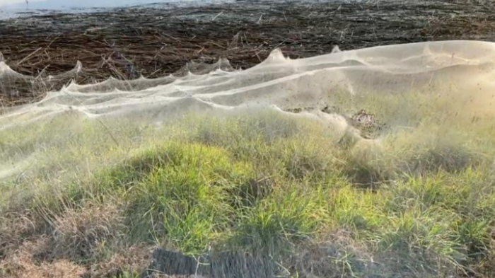 Nuevamente Australia: Telarañas cubren paisajes y cuelgan desde los árboles por inundaciones