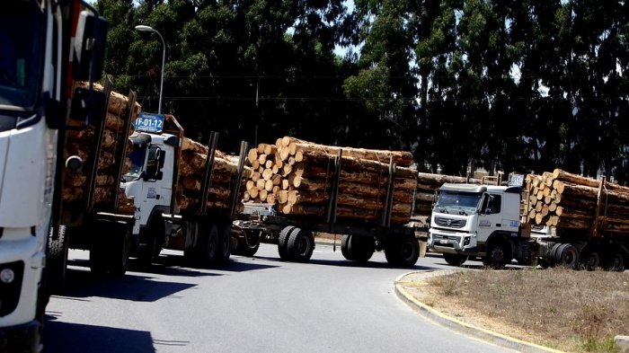 Collipulli: Carabineros recuperó tres camiones, dos remolques y 69 metros de madera de la Forestal Arauco