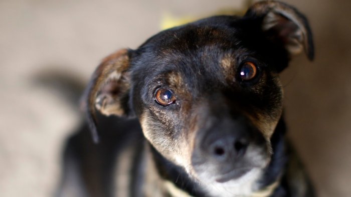 ¡Otro más! Encontraron a un tercer perro atrapado en socavón