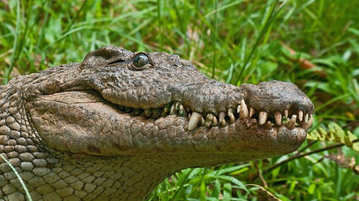 Cocodrilo atacó y mató a una mujer que lavaba ropa a orillas de una laguna