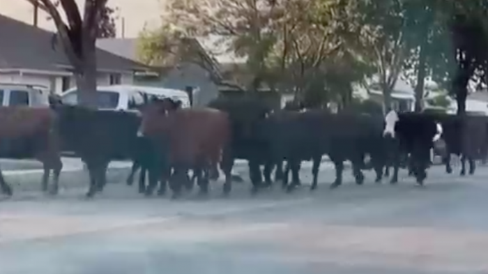 No tuvieron un final feliz: 40 vacas protagonizaron una estampida tras escapar del matadero