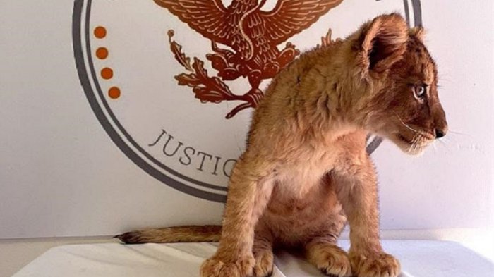 Decomisan un cachorro de león africano en un aeropuerto mexicano