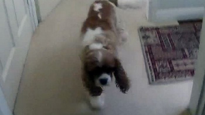 Anciana llamó a la policía para buscar a su perro perdido hace 2 días: Estaba atascado bajo una silla