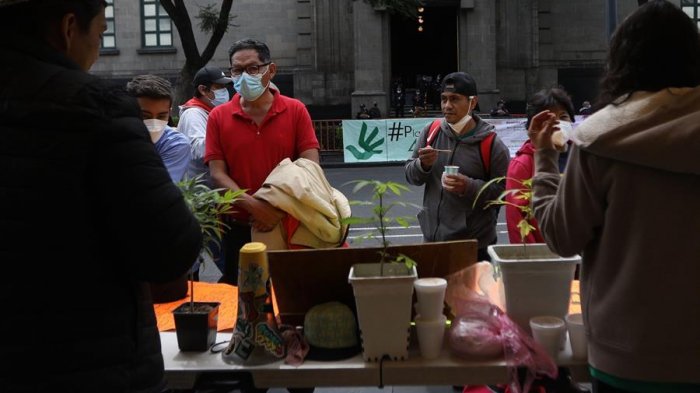 Corte Suprema de México despenalizó el consumo lúdico de marihuana
